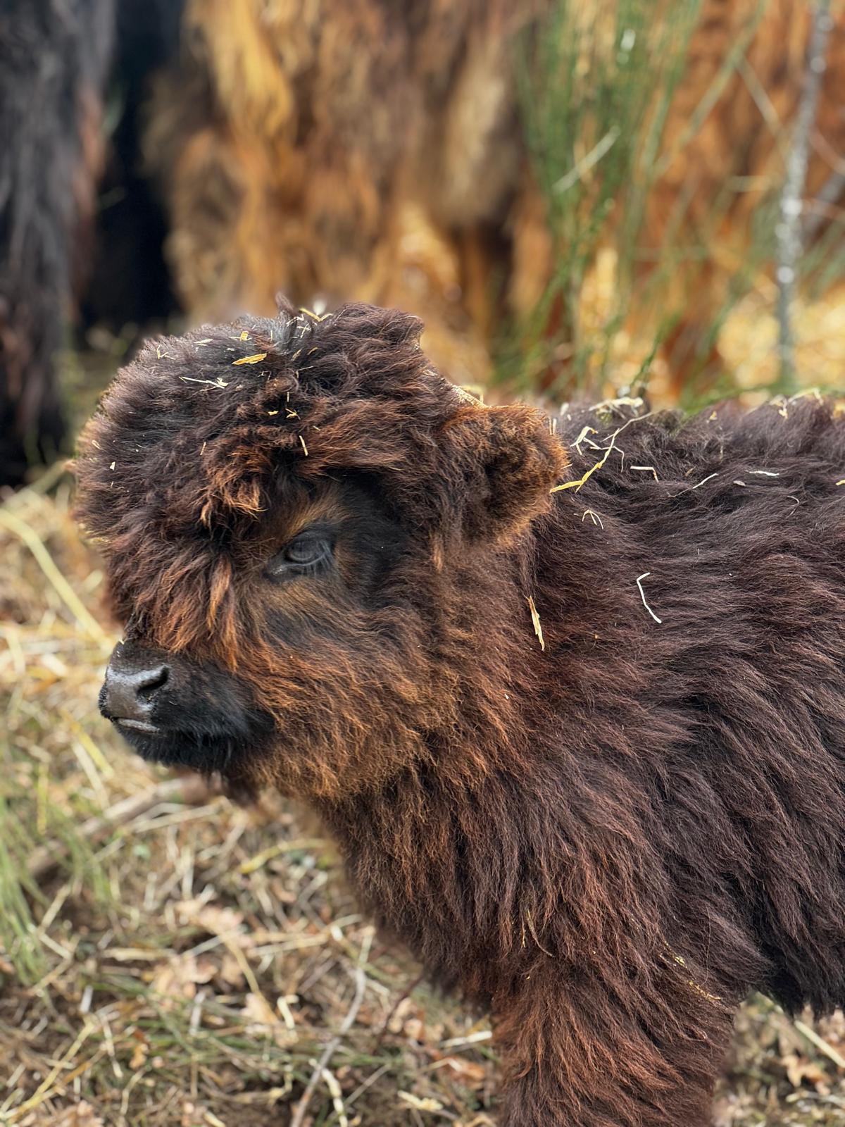 Bovini Highland - Eccellenza genetica